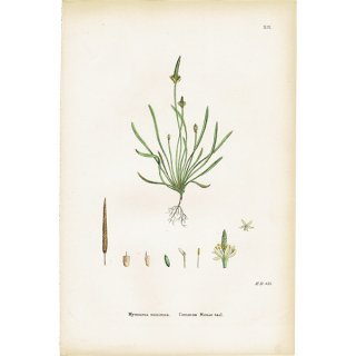 イギリス アンティーク ボタニカルアート/植物画 Myosurus minimus. plate.14,1863年 0239