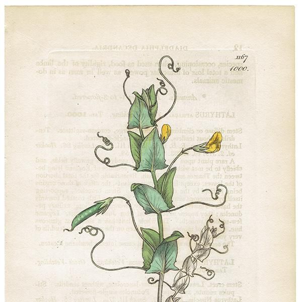 ꥹ ƥ ܥ˥륢/ʪ Lathyrus Aphaca(ХʥΥ꥽). plate.1000,1839ǯ 0284