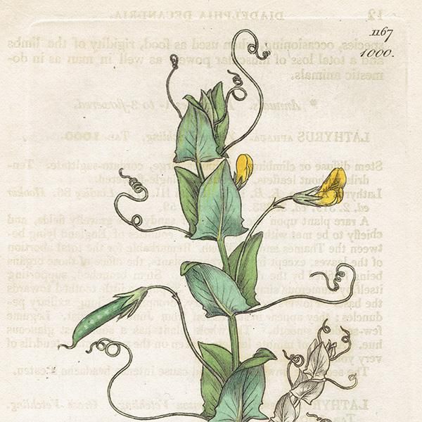 ꥹ ƥ ܥ˥륢/ʪ Lathyrus Aphaca(ХʥΥ꥽). plate.1000,1839ǯ 0284