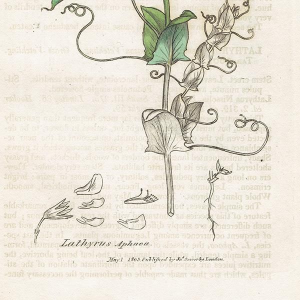 ꥹ ƥ ܥ˥륢/ʪ Lathyrus Aphaca(ХʥΥ꥽). plate.1000,1839ǯ 0284