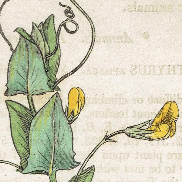 ꥹ ƥ ܥ˥륢/ʪ Lathyrus Aphaca(ХʥΥ꥽). plate.1000,1839ǯ 0284