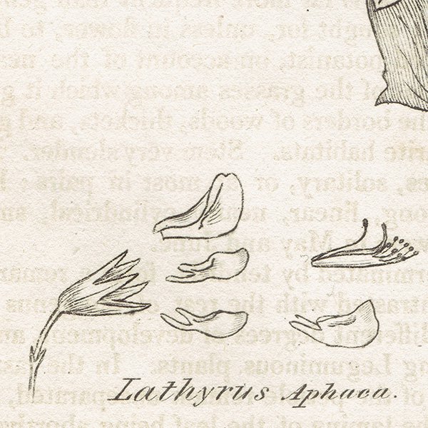 ꥹ ƥ ܥ˥륢/ʪ Lathyrus Aphaca(ХʥΥ꥽). plate.1000,1839ǯ 0284