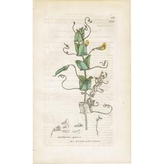 ꥹ ƥ ܥ˥륢/ʪ Lathyrus Aphaca(ХʥΥ꥽). plate.1000,1839ǯ 0284