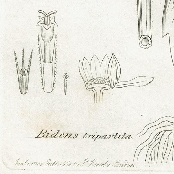 ꥹ ƥ ܥ˥륢/ʪ Bidens tripartita(). plate.1126,1839ǯ 0292