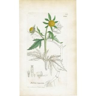 ꥹ ƥ ܥ˥륢/ʪ Bidens tripartita(). plate.1126,1839ǯ 0292