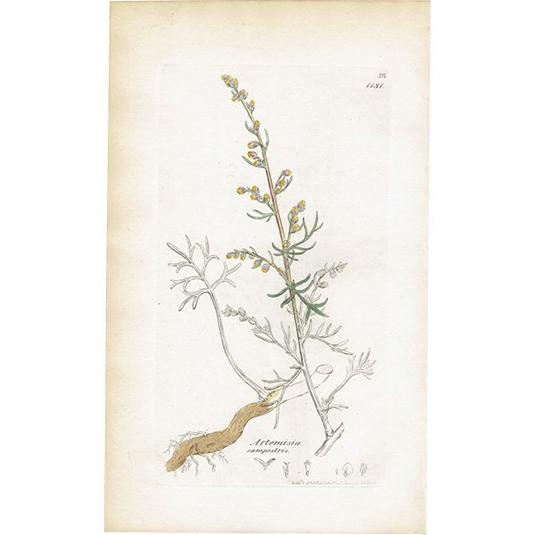 ꥹ ƥ ܥ˥륢/ʪ Artemisia campestris(奦奦⥮). plate.1131,1839ǯ 0293
