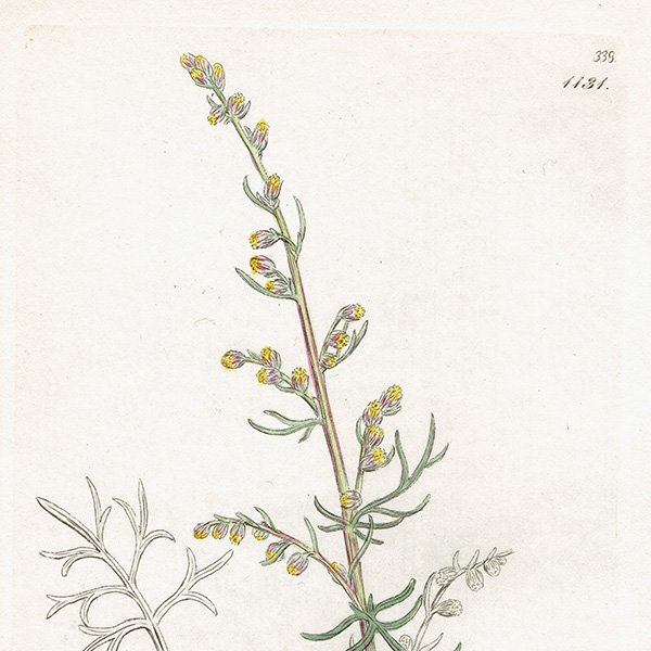 ꥹ ƥ ܥ˥륢/ʪ Artemisia campestris(奦奦⥮). plate.1131,1839ǯ 0293