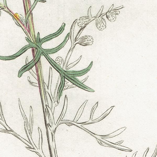 ꥹ ƥ ܥ˥륢/ʪ Artemisia campestris(奦奦⥮). plate.1131,1839ǯ 0293