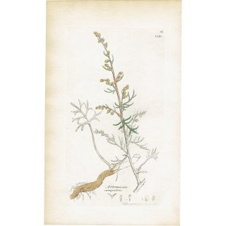 イギリス アンティーク ボタニカルアート/植物画 Artemisia campestris(リュウキュウヨモギ). plate.1131,1839年 0293