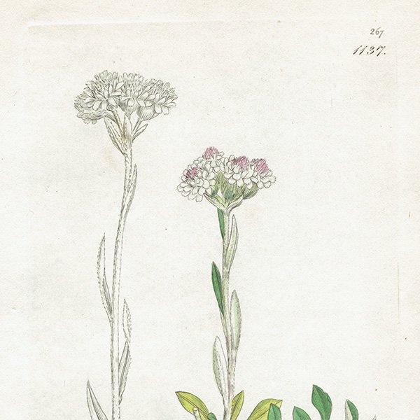 ꥹ ƥ ܥ˥륢/ʪ Gnaphalium dioicum(Υ). plate.1137,1839ǯ 0296