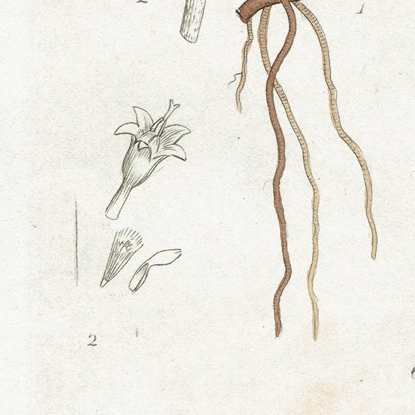 ꥹ ƥ ܥ˥륢/ʪ Gnaphalium dioicum(Υ). plate.1137,1839ǯ 0296