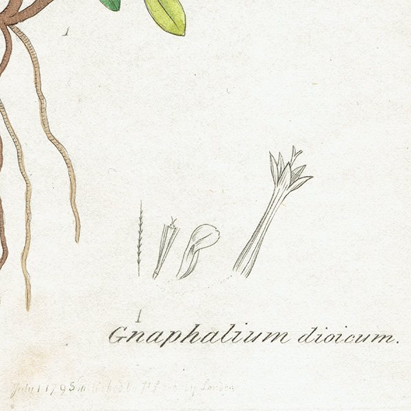 ꥹ ƥ ܥ˥륢/ʪ Gnaphalium dioicum(Υ). plate.1137,1839ǯ 0296