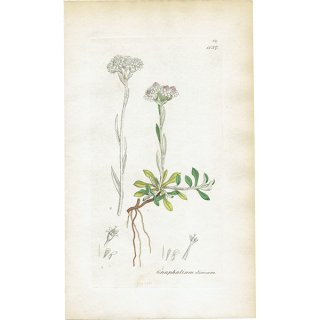 イギリス アンティーク ボタニカルアート/植物画 Gnaphalium dioicum(エゾノチチコグサ). plate.1137,1839年 0296