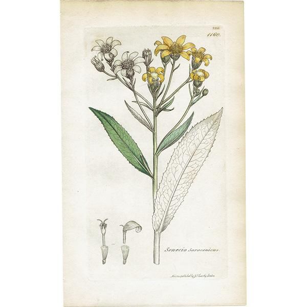 ꥹ ƥ ܥ˥륢/ʪ Senecio Saracenicus(ͥ). plate.1160,1839ǯ 0297