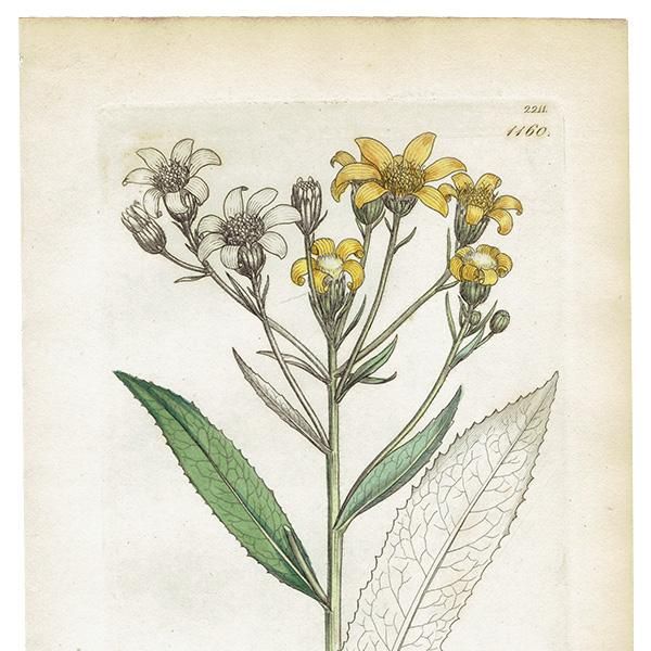 ꥹ ƥ ܥ˥륢/ʪ Senecio Saracenicus(ͥ). plate.1160,1839ǯ 0297