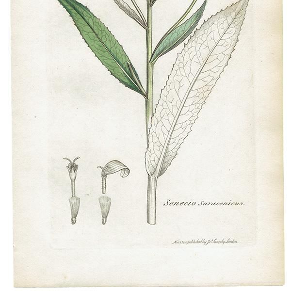 ꥹ ƥ ܥ˥륢/ʪ Senecio Saracenicus(ͥ). plate.1160,1839ǯ 0297