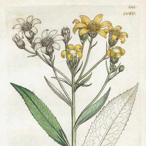 ꥹ ƥ ܥ˥륢/ʪ Senecio Saracenicus(ͥ). plate.1160,1839ǯ 0297