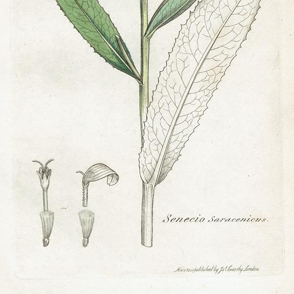 ꥹ ƥ ܥ˥륢/ʪ Senecio Saracenicus(ͥ). plate.1160,1839ǯ 0297