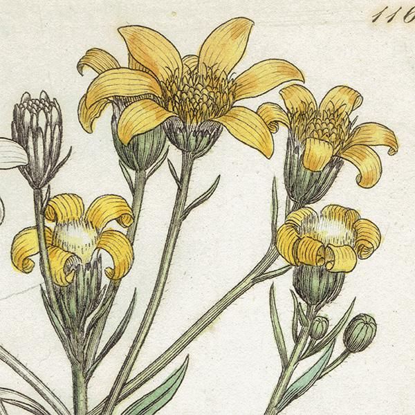 ꥹ ƥ ܥ˥륢/ʪ Senecio Saracenicus(ͥ). plate.1160,1839ǯ 0297