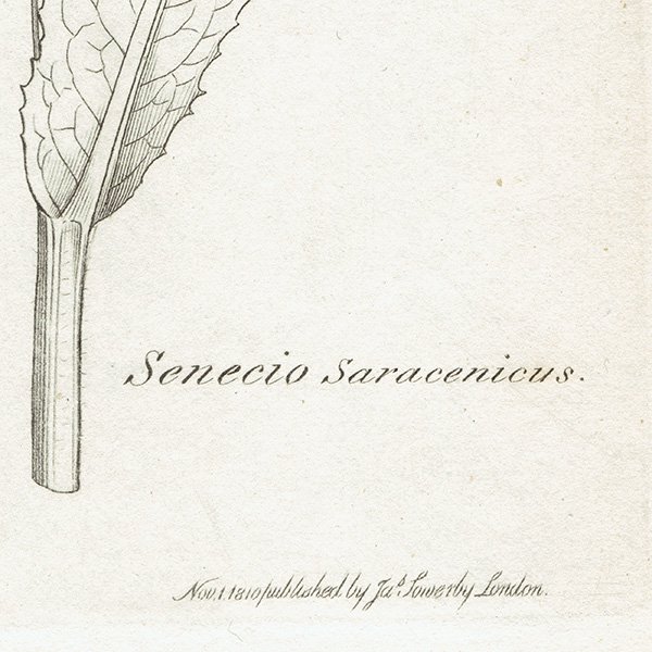 ꥹ ƥ ܥ˥륢/ʪ Senecio Saracenicus(ͥ). plate.1160,1839ǯ 0297