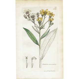 イギリス アンティーク ボタニカルアート/植物画 Senecio Saracenicus(セネシオ). plate.1160,1839年 0297