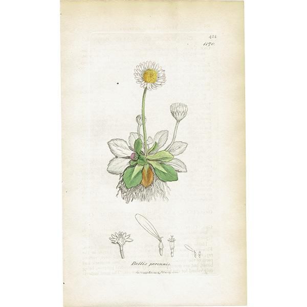 ꥹ ƥ ܥ˥륢/ʪ Bellis perennis(ҥʥ/ǥ). plate.1170,1839ǯ 0299