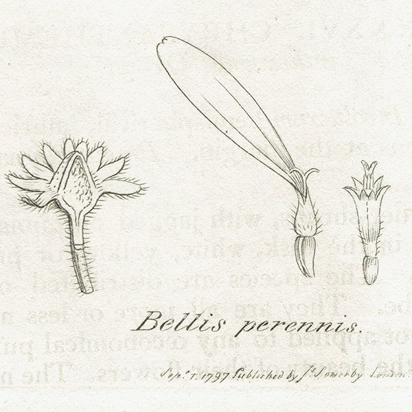 ꥹ ƥ ܥ˥륢/ʪ Bellis perennis(ҥʥ/ǥ). plate.1170,1839ǯ 0299