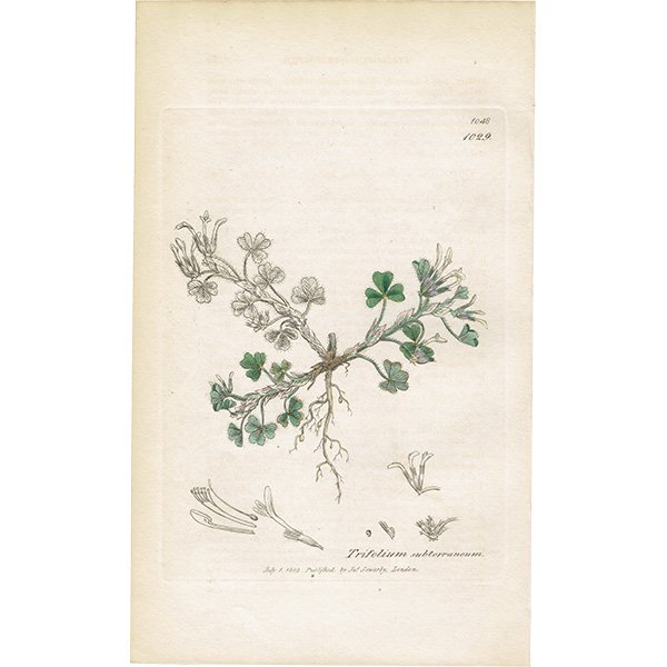 ꥹ ƥ ܥ˥륢/ʪ Trifolium subterraneum(֥С). plate.1029,1839ǯ 0301