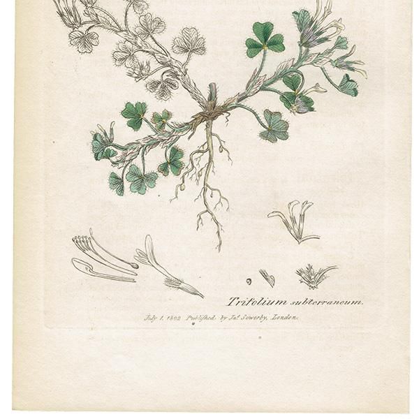 イギリス アンティーク ボタニカルアート/植物画 Trifolium