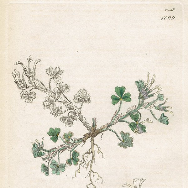 ꥹ ƥ ܥ˥륢/ʪ Trifolium subterraneum(֥С). plate.1029,1839ǯ 0301