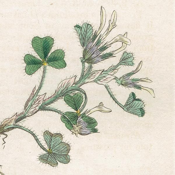 イギリス アンティーク ボタニカルアート/植物画 Trifolium