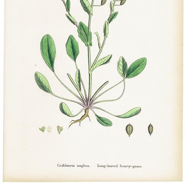 イギリス アンティーク ボタニカルアート/植物画 Cochlearia