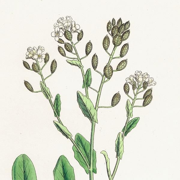 ꥹ ƥ ܥ˥륢/ʪ Cochlearia anglica(ȥ⥷꥽). plate.133,1863ǯ 0312