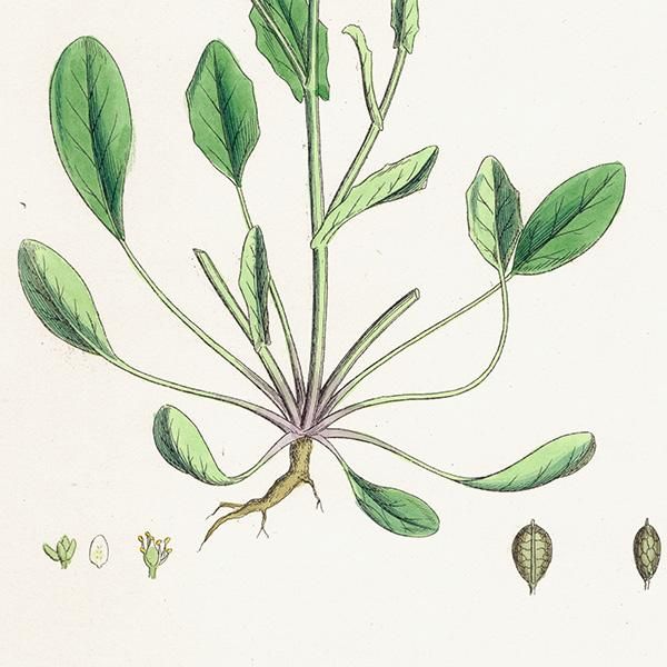 イギリス アンティーク ボタニカルアート/植物画 Cochlearia イギリス アンティーク ボタニカルアート/植物画 Cochlearia