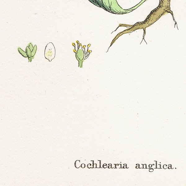 ꥹ ƥ ܥ˥륢/ʪ Cochlearia anglica(ȥ⥷꥽). plate.133,1863ǯ 0312