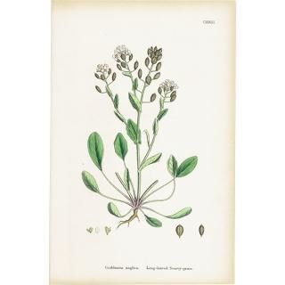 ꥹ ƥ ܥ˥륢/ʪ Cochlearia anglica(ȥ⥷꥽). plate.133,1863ǯ 0312