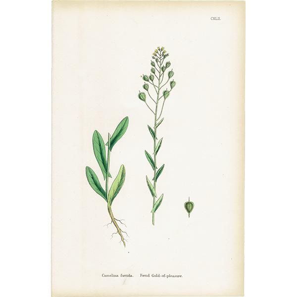 ꥹ ƥ ܥ˥륢/ʪ Camelina foetida. plate.142,1863ǯ 0313