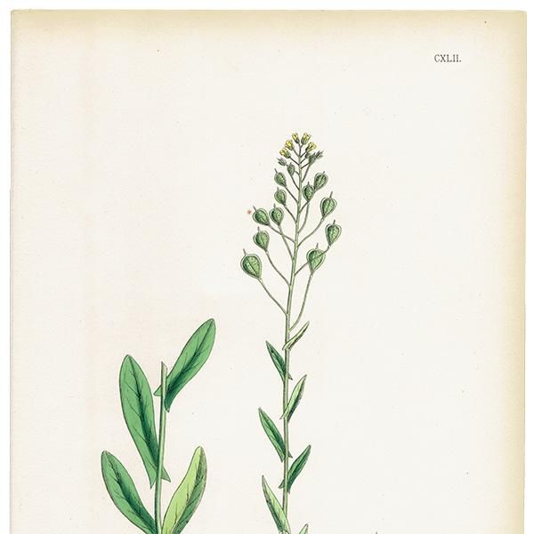 ꥹ ƥ ܥ˥륢/ʪ Camelina foetida. plate.142,1863ǯ 0313