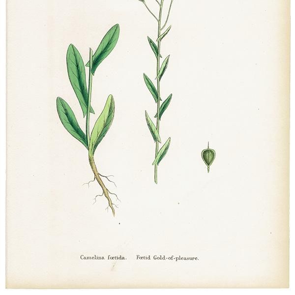 ꥹ ƥ ܥ˥륢/ʪ Camelina foetida. plate.142,1863ǯ 0313