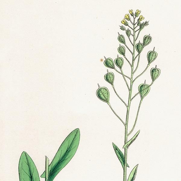 ꥹ ƥ ܥ˥륢/ʪ Camelina foetida. plate.142,1863ǯ 0313