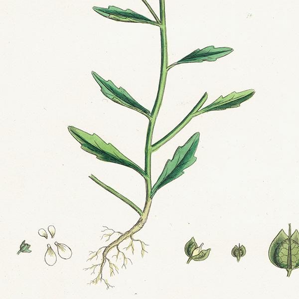 ꥹ ƥ ܥ˥륢/ʪ Iberis amara(٥ꥹޥ). plate.149,1863ǯ 0315