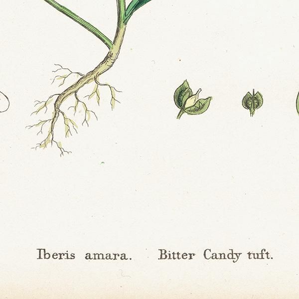 ꥹ ƥ ܥ˥륢/ʪ Iberis amara(٥ꥹޥ). plate.149,1863ǯ 0315