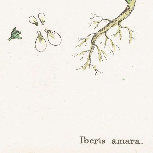 ꥹ ƥ ܥ˥륢/ʪ Iberis amara(٥ꥹޥ). plate.149,1863ǯ 0315