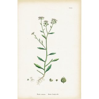 イギリス アンティーク ボタニカルアート/植物画 Iberis amara(イベリス・アマラ). plate.149,1863年 0315