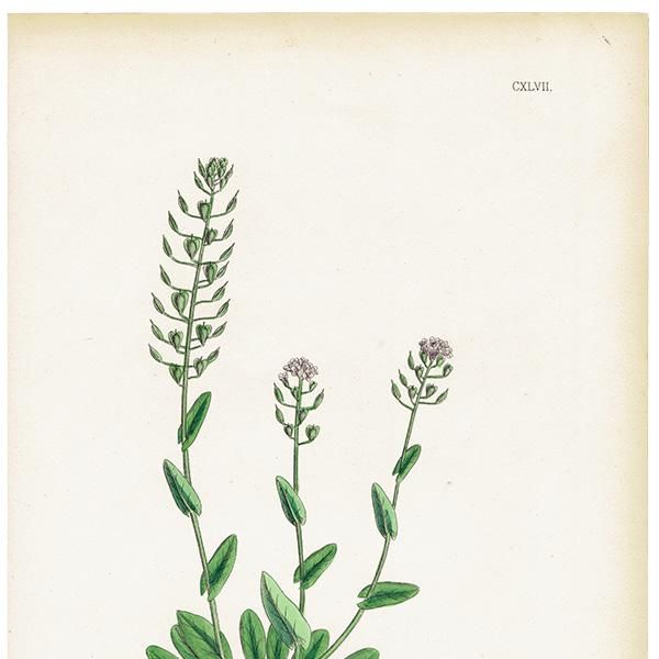 ꥹ ƥ ܥ˥륢/ʪ Thlaspi occitanum(ڥˡ쥹). plate.147,1863ǯ 0317