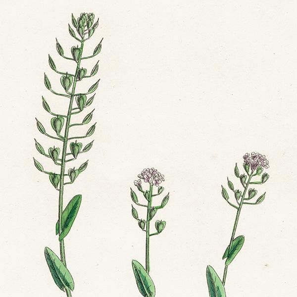 ꥹ ƥ ܥ˥륢/ʪ Thlaspi occitanum(ڥˡ쥹). plate.147,1863ǯ 0317