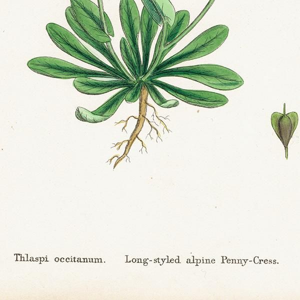 ꥹ ƥ ܥ˥륢/ʪ Thlaspi occitanum(ڥˡ쥹). plate.147,1863ǯ 0317