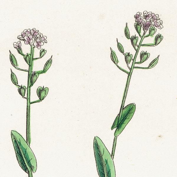 ꥹ ƥ ܥ˥륢/ʪ Thlaspi occitanum(ڥˡ쥹). plate.147,1863ǯ 0317