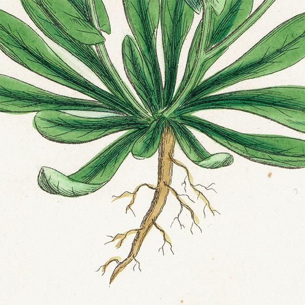 ꥹ ƥ ܥ˥륢/ʪ Thlaspi occitanum(ڥˡ쥹). plate.147,1863ǯ 0317