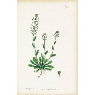 イギリス アンティーク ボタニカルアート/植物画 Thlaspi occitanum(ペニークレス). plate.147,1863年 0317